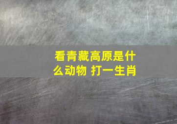 看青藏高原是什么动物 打一生肖